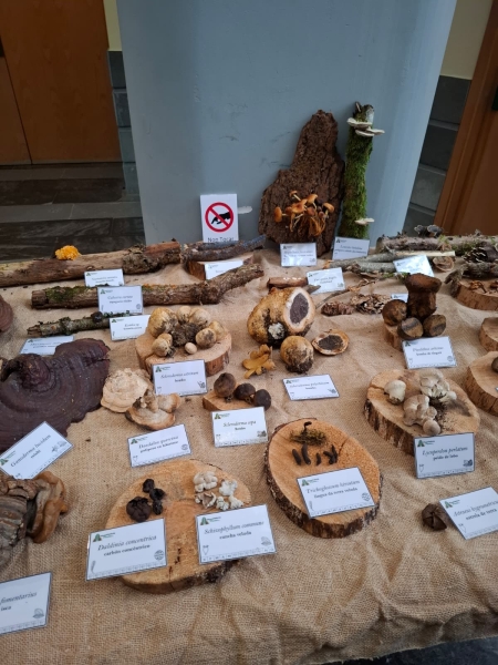 Exposición micológica